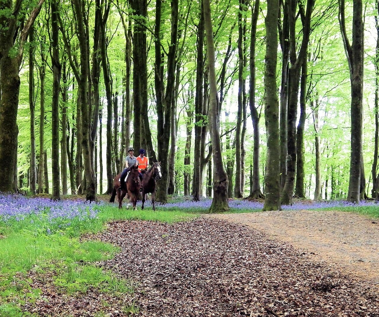 Buitenrit door het bos