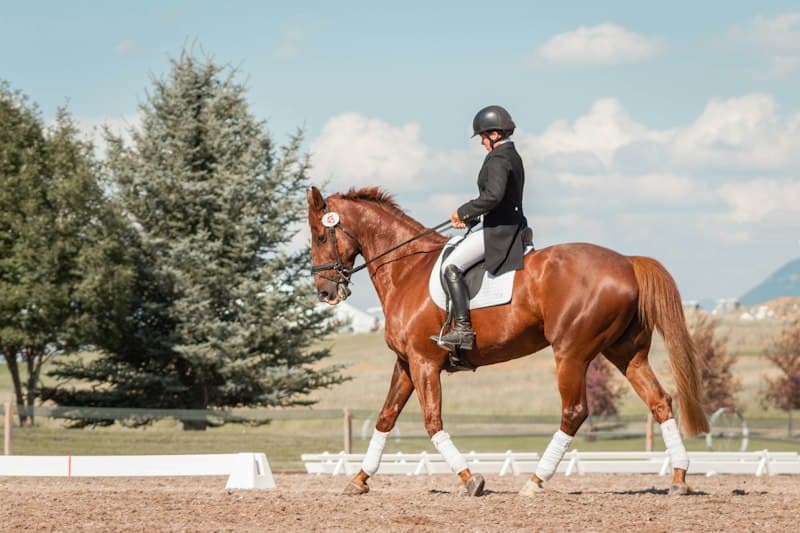 Paard onder de ruiter